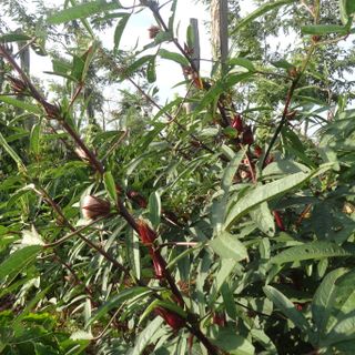 Dala Hibiscus - bán lá cây hoa atiso đỏ/ hibiscus/bụp giấm