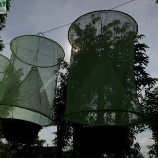 Lồng Bẫy Ruồi - Bẫy Ruồi 247