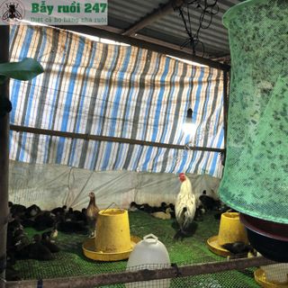 Lồng Bẫy Ruồi - Bẫy Ruồi 247