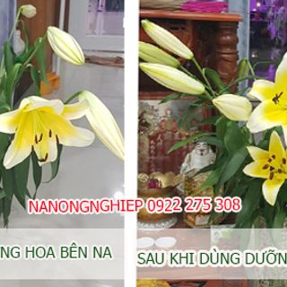Dinh dưỡng cho hoa tươi 15 ngày, tái tươi hoa cũ