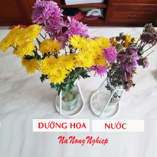 Dinh dưỡng cho hoa tươi 15 ngày, tái tươi hoa cũ