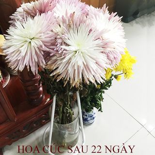 Dinh dưỡng cho hoa tươi 15 ngày, tái tươi hoa cũ