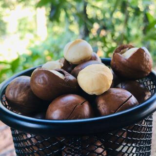 hạt mắc ca giá sỉ