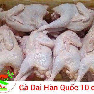 Gà Dai Hàn Quốc (10 con) giá sỉ