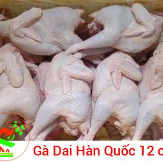 Gà Dai Hàn Quốc (12 con) giá sỉ