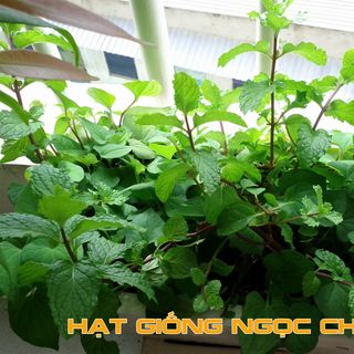 Hạt Giống Rau Húng Bạc Hà (Húng Lủi) - 0.1Gr