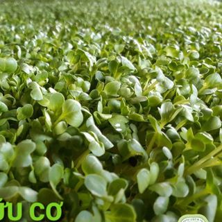 RAU MẦM HỮU CƠ