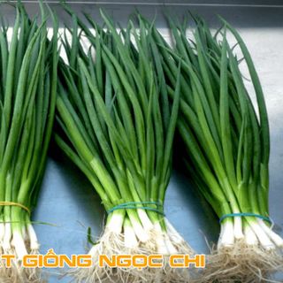 Hạt Giống Rau Hành Hoa (Hành Lá) - 5Gr