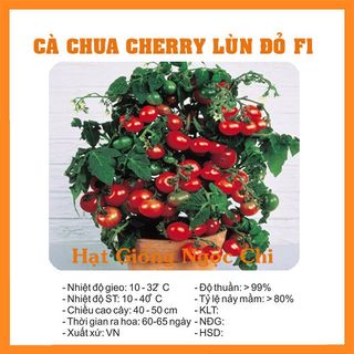 Hạt Giống Cà Chua Lùn Đỏ - 30 Hạt