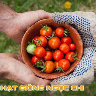 Hạt Giống Cà Chua Lùn Đỏ - 30 Hạt