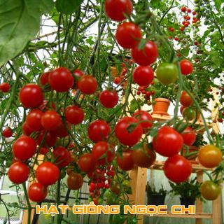 Hạt Giống Cà Chua Lùn Đỏ - 30 Hạt