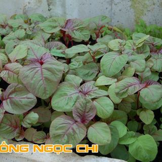 Hạt giống Rau Dền Đỏ - 20Gr