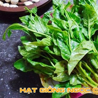 Hạt Giống Mồng Tơi Cao Sản - 20Gr/Gói