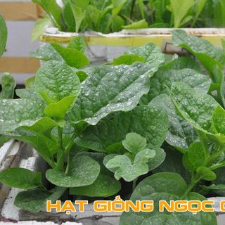 Hạt Giống Mồng Tơi Cao Sản - 20Gr/Gói