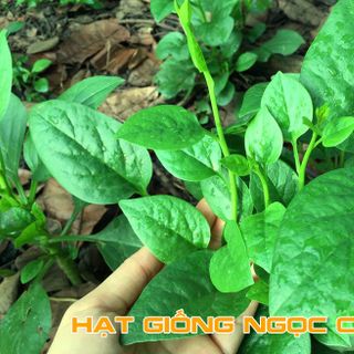 Hạt Giống Mồng Tơi Cao Sản - 20Gr/Gói