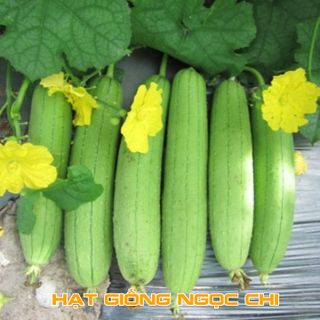 Hạt Giống Cây Mướp Hương - 10 Hạt
