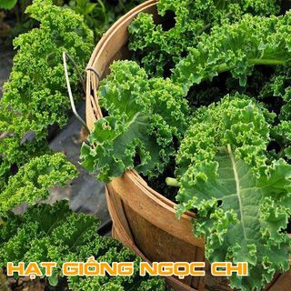 Hạt Giống Rau Cải Xoăn Xanh (Cải Kale) - 0.5Gr