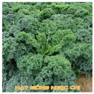 Hạt Giống Rau Cải Xoăn Xanh (Cải Kale) - 0.5Gr