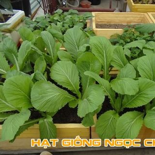 Hạt Giống Rau Cải Bẹ Xanh Mỡ - 20Gr