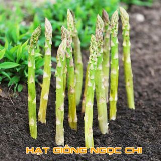 Hạt Giống Măng Tây Xanh - 20 Hạt