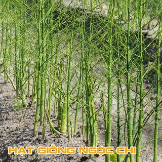 Hạt Giống Măng Tây Xanh - 20 Hạt