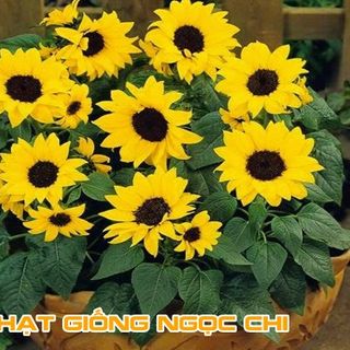 Hạt Giống Hoa Hướng Dương Lùn - 30 Hạt