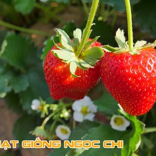 Hạt Giống Dâu Tây Đỏ - 100 Hạt