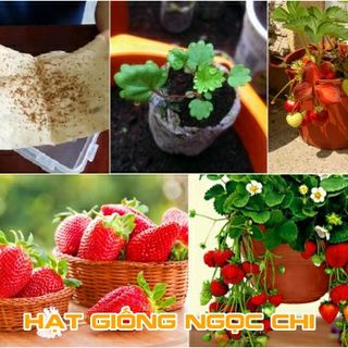 Hạt Giống Dâu Tây Đỏ - 100 Hạt