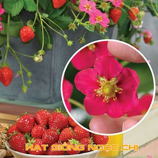 Hạt Giống Dâu Tây Đỏ - 100 Hạt