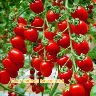 Hạt Giống Cà Chua Bi Chùm Siêu Quả - 30 Hạt