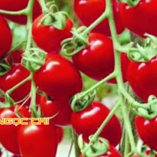 Hạt Giống Cà Chua Bi Chùm Siêu Quả - 30 Hạt