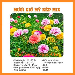 Hạt Giống Hoa Mười Giờ Mỹ Kép - 100 Hạt