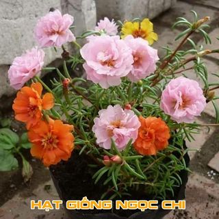 Hạt Giống Hoa Mười Giờ Mỹ Kép - 100 Hạt