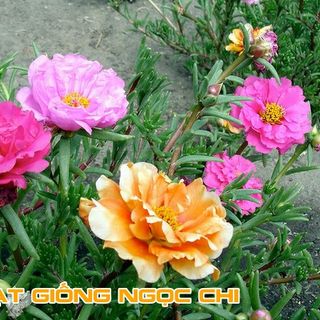 Hạt Giống Hoa Mười Giờ Mỹ Kép - 100 Hạt