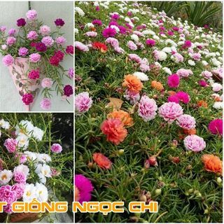 Hạt Giống Hoa Mười Giờ Mỹ Kép - 100 Hạt