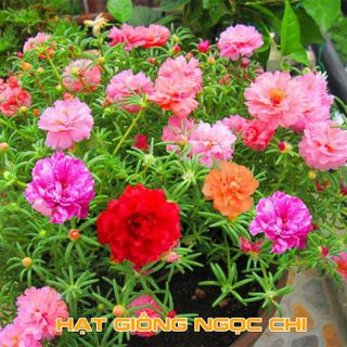 Hạt Giống Hoa Mười Giờ Mỹ Kép - 100 Hạt