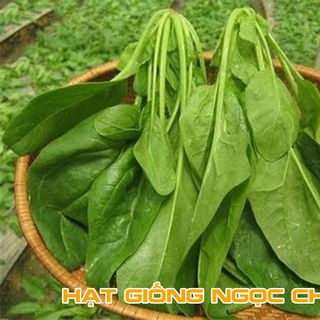 Hạt Giống Cải Bó Xôi (Rau Bina, Rau Chân Vịt) - 20Gr