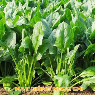 Hạt Giống Cải Bó Xôi (Rau Bina, Rau Chân Vịt) - 20Gr
