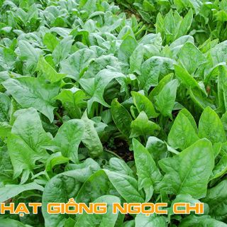 Hạt Giống Cải Bó Xôi (Rau Bina, Rau Chân Vịt) - 20Gr