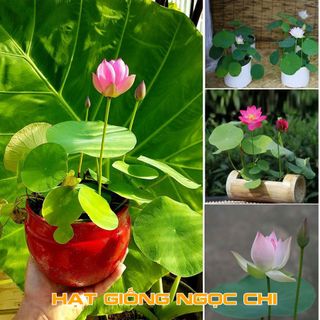 Hạt Giống Sen Mini Nhật Mix Nhiều Màu - 10 Hạt