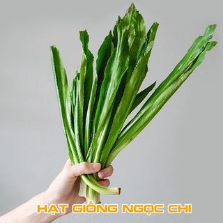 Hạt Giống Rau Ngò Gai (Mùi Tàu) - 2Gr