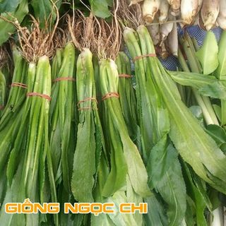 Hạt Giống Rau Ngò Gai (Mùi Tàu) - 2Gr