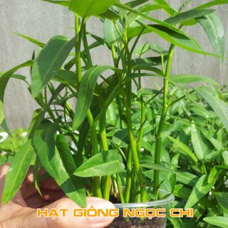 Hạt Giống Rau Muống Cao Sản - 50Gr/Gói