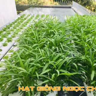 Hạt Giống Rau Muống Cao Sản - 50Gr/Gói