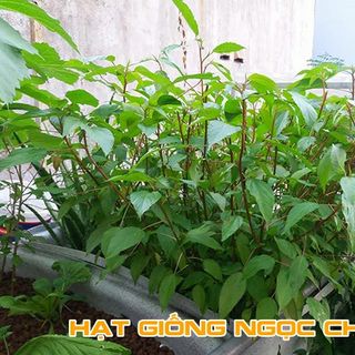 Hạt Giống Rau Đay Đỏ Siêu Ngọn - 20Gr