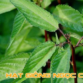 Hạt Giống Rau Đay Đỏ Siêu Ngọn - 20Gr