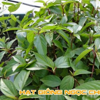 Hạt Giống Rau Đay Đỏ Siêu Ngọn - 20Gr