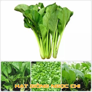 Hạt Giống Rau Cải Ngọt - 20Gr/Gói