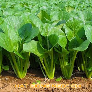 Hạt Giống Rau Cải Ngọt - 20Gr/Gói