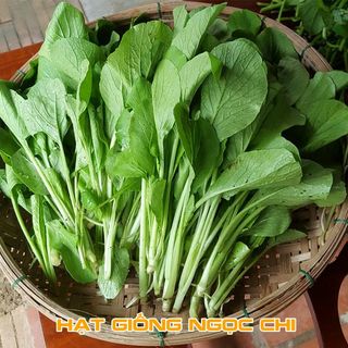 Hạt Giống Rau Cải Ngọt - 20Gr/Gói